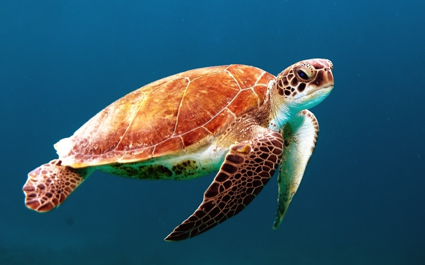 Techniques For Sharp Wildlife Action Shots