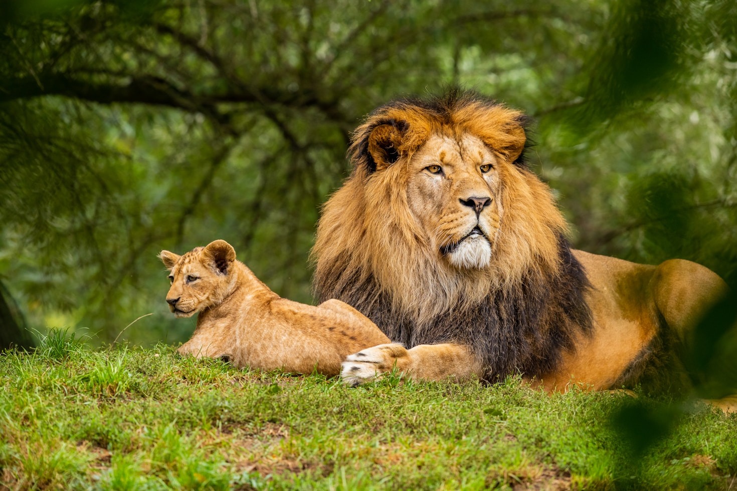 Tracking Rare Species In Their Habitat