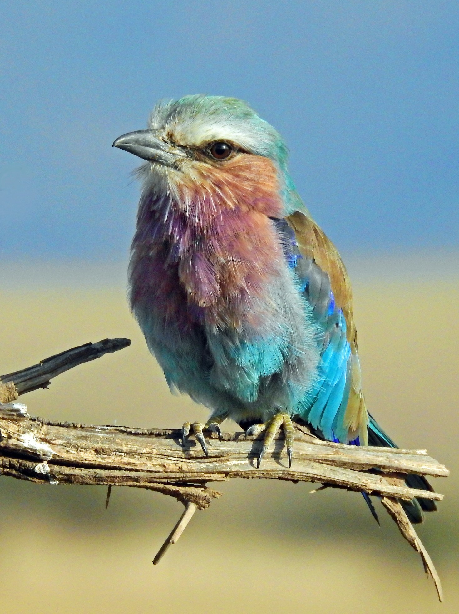 How To Find Wildlife While Hiking