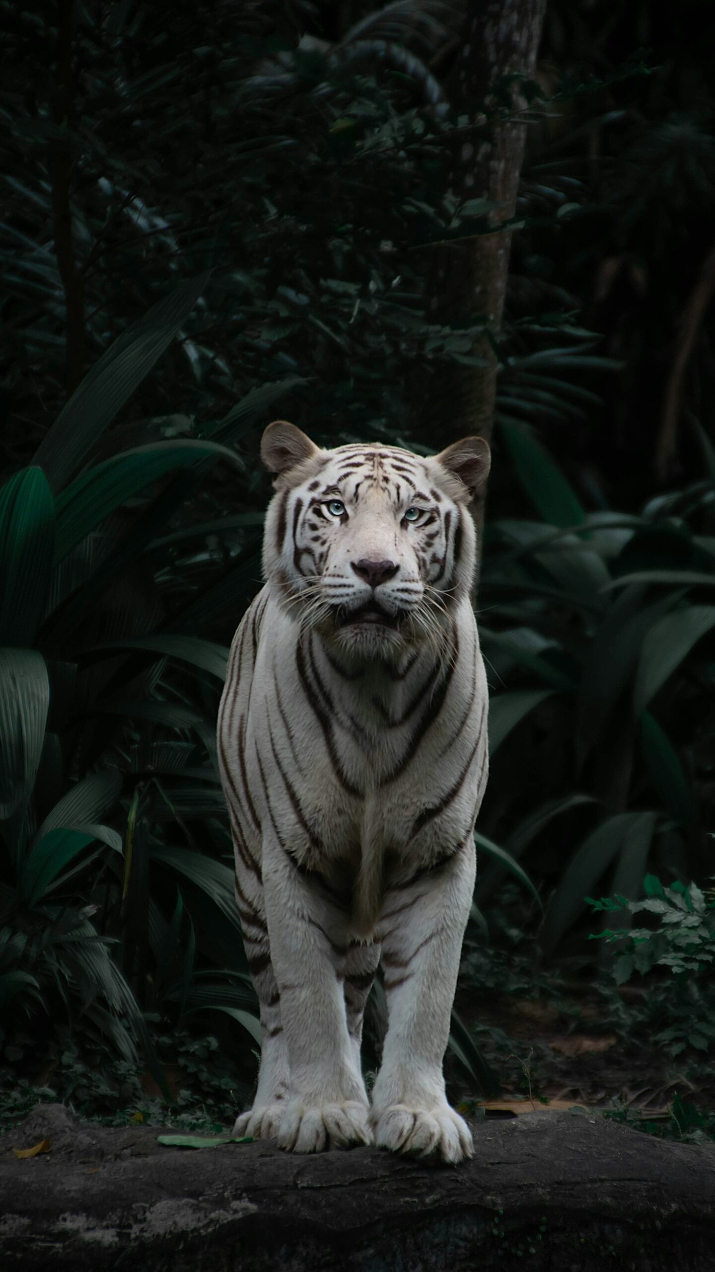 The Ethics Of Ethical Animal Photography