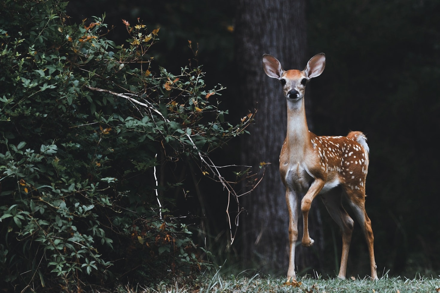 Understanding Animal Behavior For Better Portraits